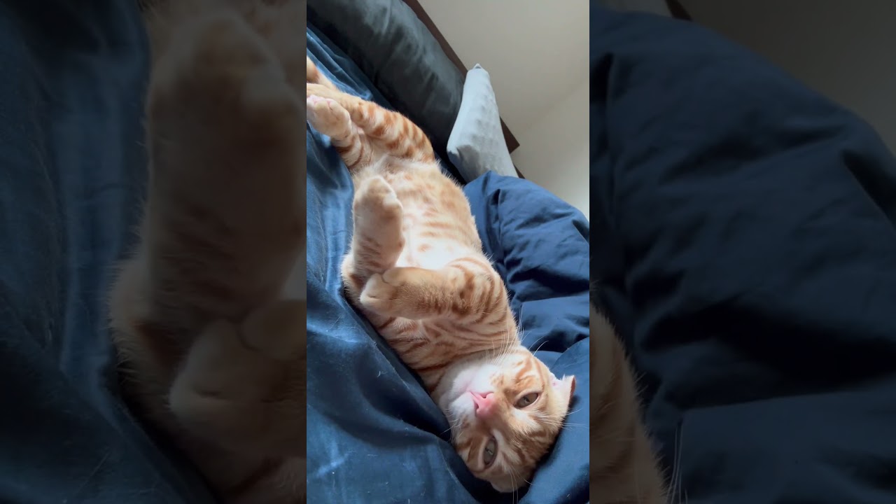 一緒にお昼寝〜🐈 #キンカロー #猫 #cat #子猫 #猫のいる暮らし #catlover #고양이 #catvideos #catlovers #catvideo