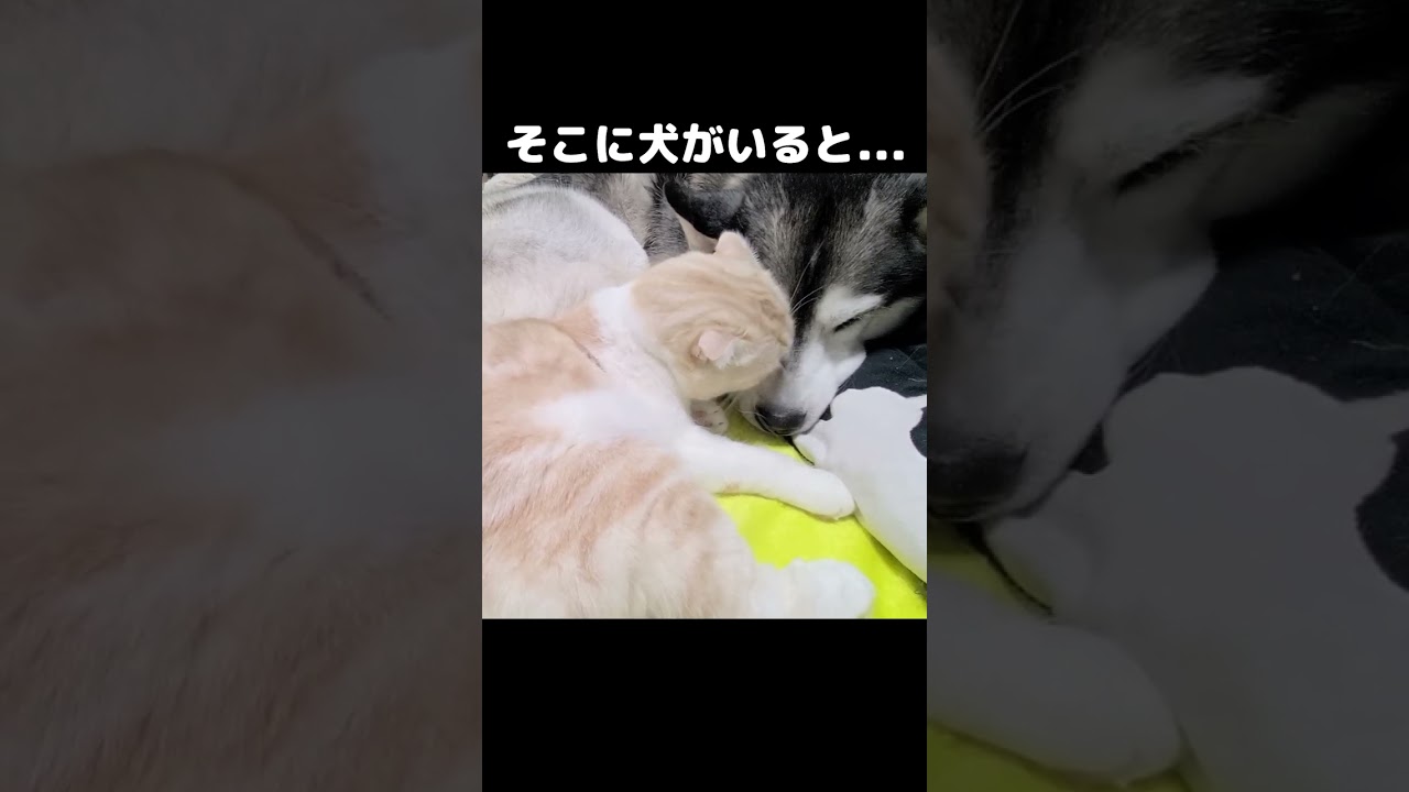 そこに犬がいると猫がこうなる...#猫 #cat