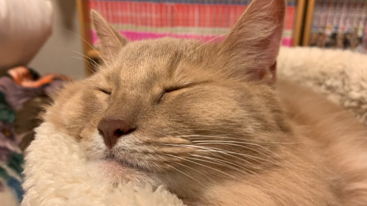 かわいい寝顔♡ソマリ猫とトイプードルのお昼寝タイム！