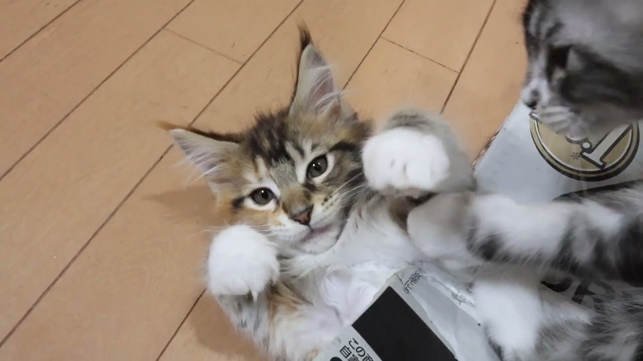 頭を出しているメインクーン子猫エルサちゃん