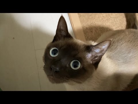 トンキニーズ 【2023/04/28】