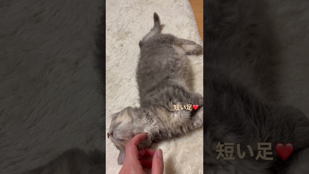 スクーカムのへちま #ねこのいる生活 #ねこ動画 #ねこ好き #スクーカム #こねこ＃マンチカン✖️ラパーマ#短足猫