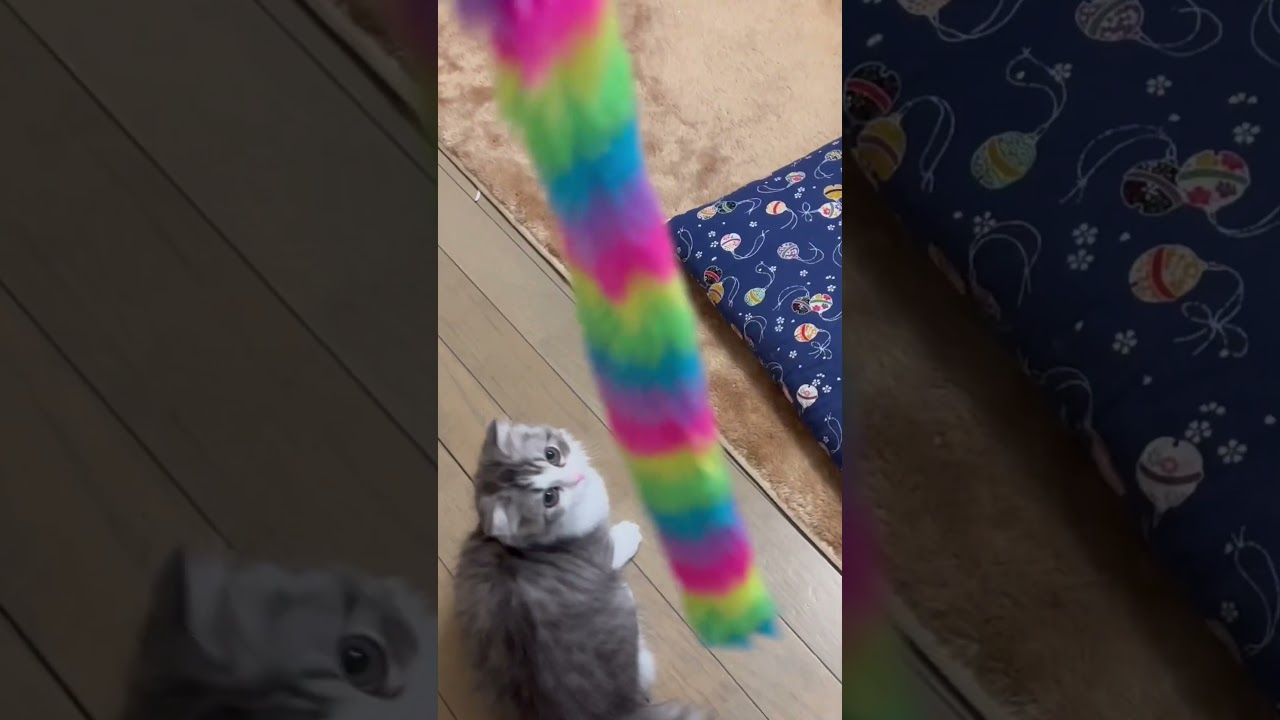 トイプードルひめちゃん❤️スコティッシュフォールドおうじ‼️