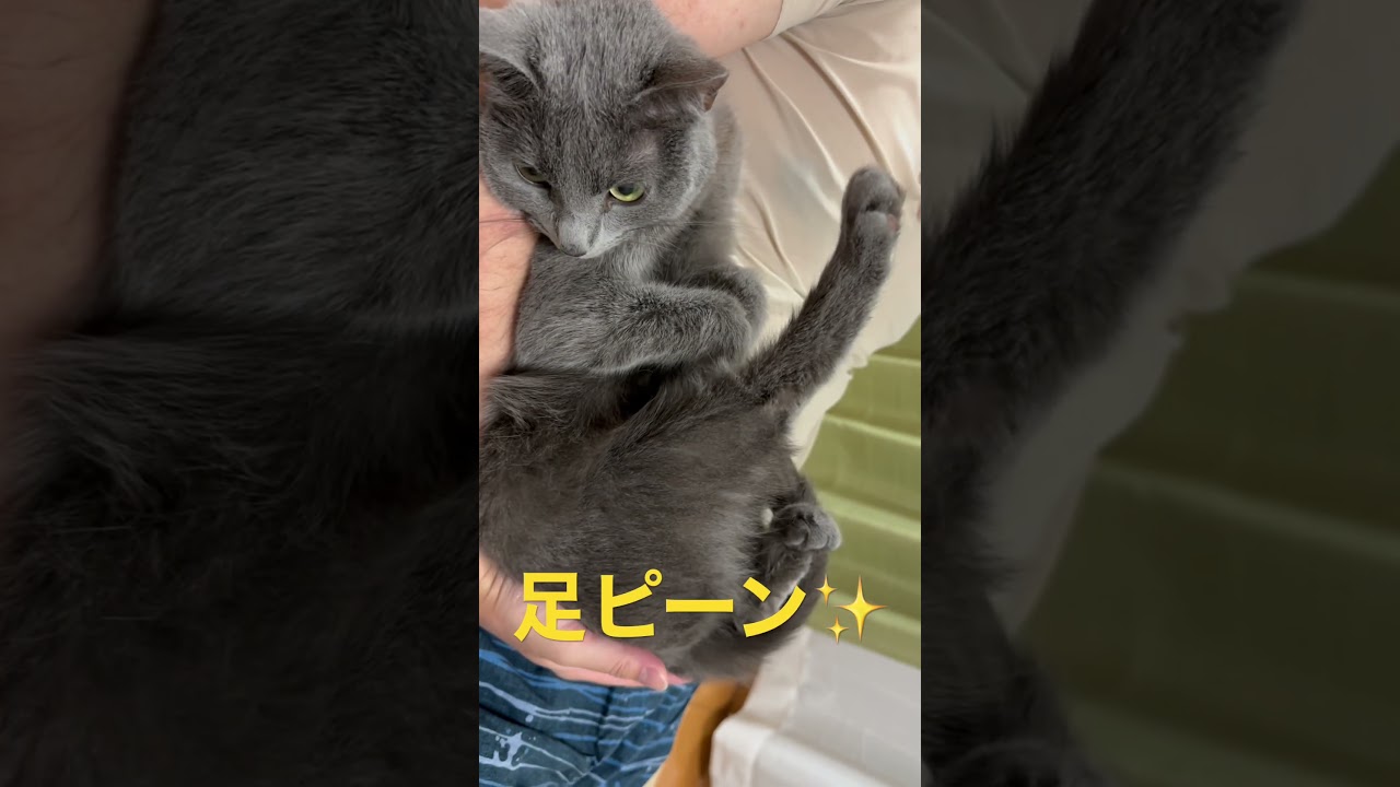 ナイススタイルな猫（ロシアンブルー）#shorts