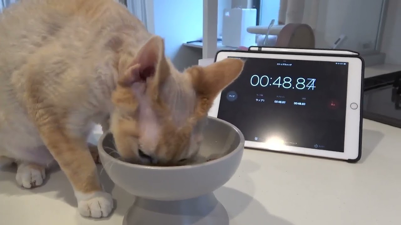 【どっちが早食い】〜Blanca編〜　😸【Who is the faster eater】〜Blanca〜