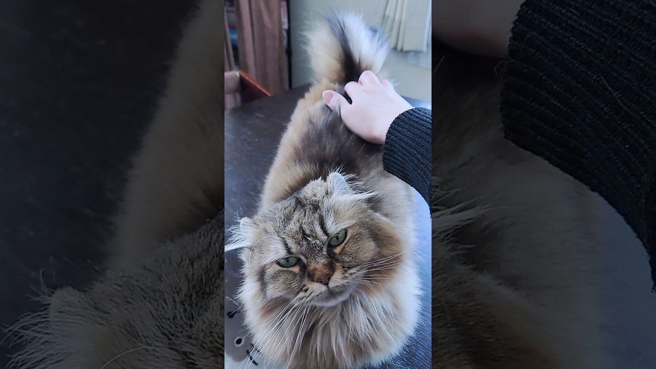 ネムちゃん😊 #ショート #猫 #多頭飼い #cat #アメリカンカール　#長毛　