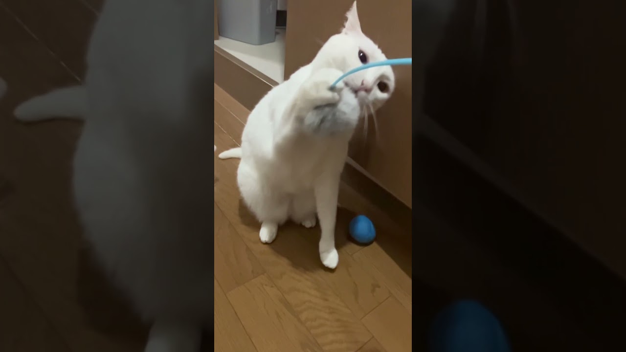 【Slow motion】猫とオモチャ #shorts