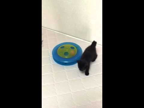 ボンベイの子猫、ゾロ君☆先代ネロさんのおもちゃで遊ぶ。