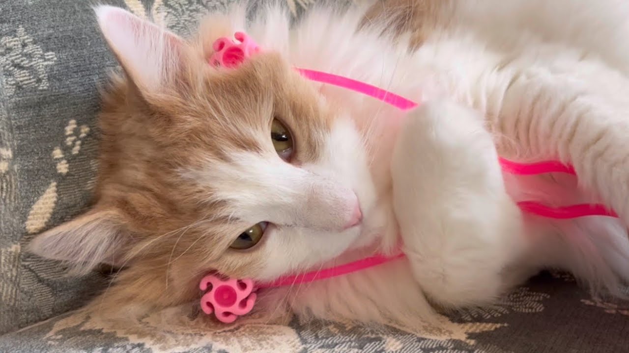 【あざといw】マッサージ大好きノルウェージャンフォレストキャット❤︎