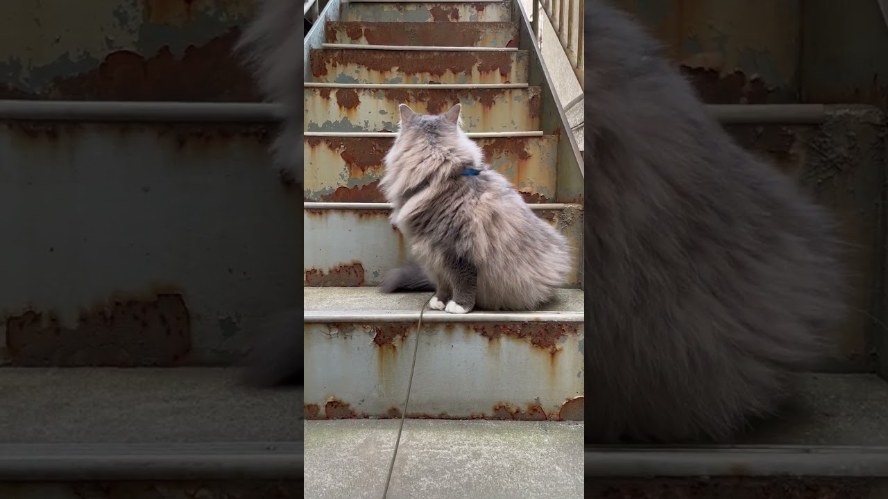 錆びた階段の猫【サイベリアン1歳9ヶ月】 #siberian