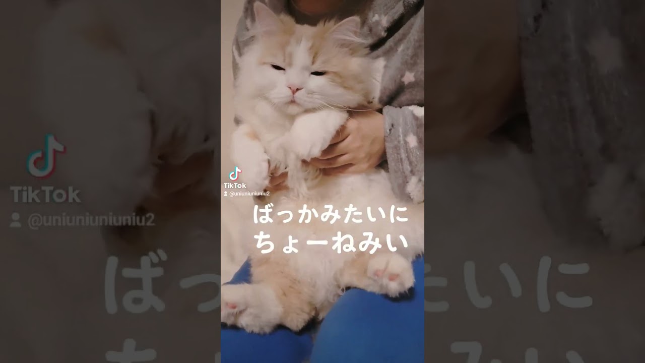 今週も僕ら… #ラガマフィン #子猫 #cat #猫動画 #shorts