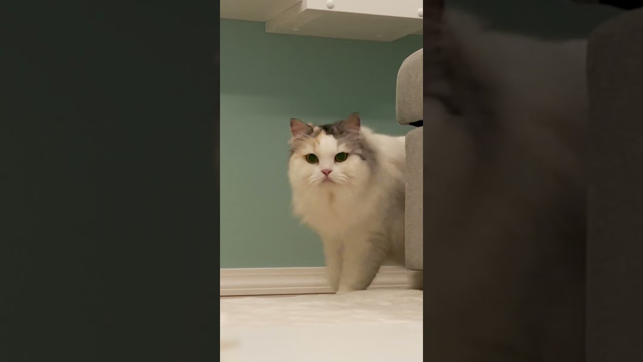 不意打ちで大好物があった時の猫の反応がコチラ #Shorts