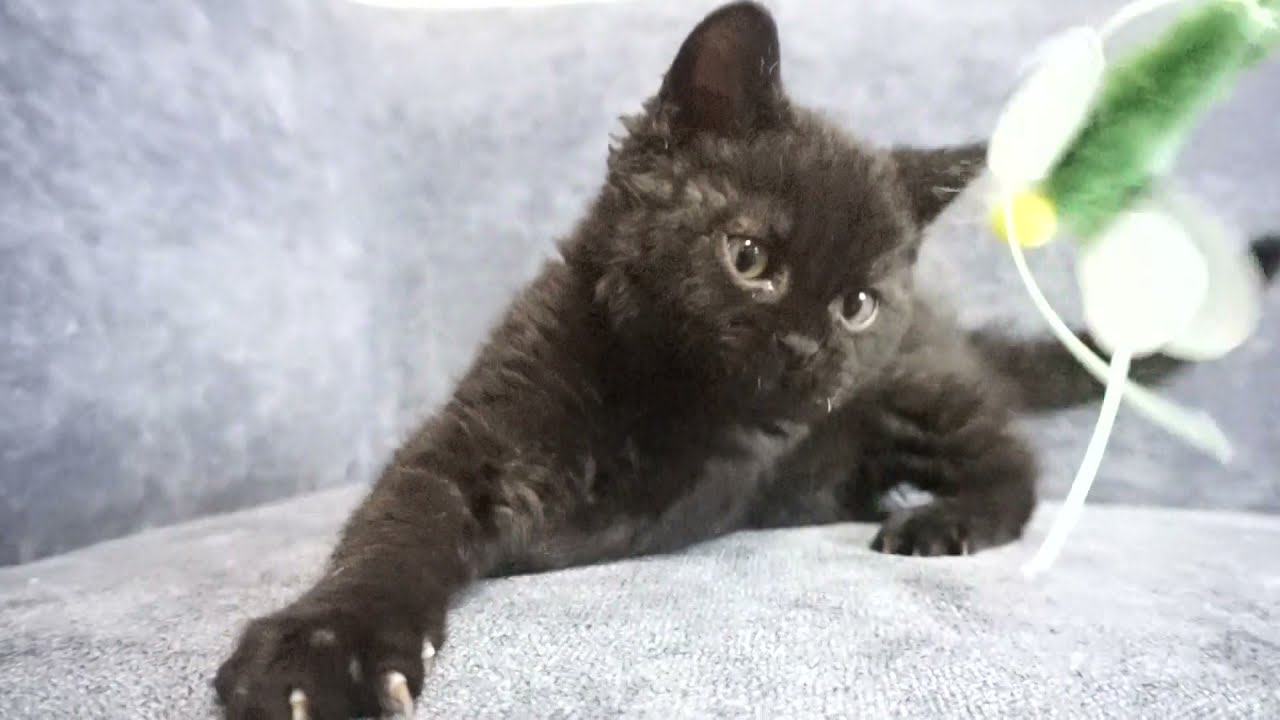 セルカークレックス子猫　2022.1.21産まれ　ブラック　男の子　シーダキャット猫のお店