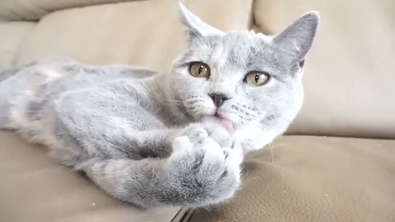 ブリティッシュショートヘアー子猫　British Shorthair　2022.11.15産まれ　ブルークリーム　女の子　シーダキャット猫のお店