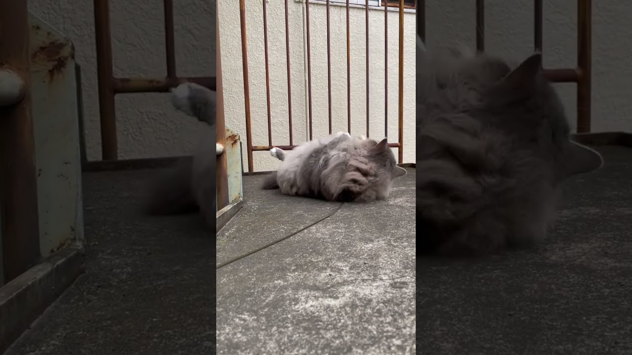 サイベリアン【けふの百 2023.04.14】1歳9ヶ月 #siberian