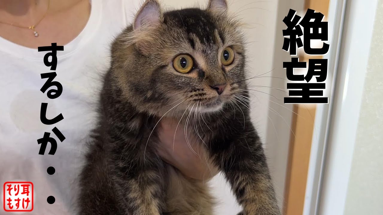 「お風呂に連行！」と言った時のウンコまみれの猫の反応がこちらｗ