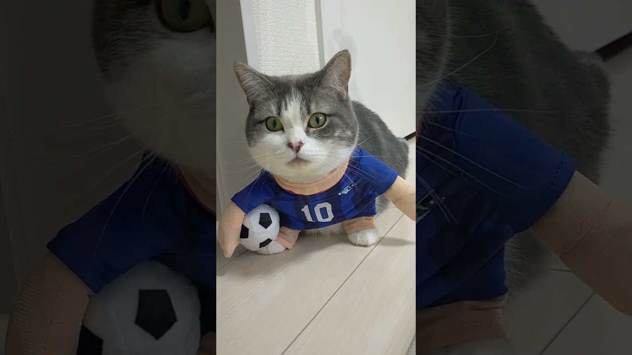 ワールドカップ応援にゃんこ!!　#shorts #猫 #サッカー #日本 #応援 #ワールドカップ #cat #football #worldcup