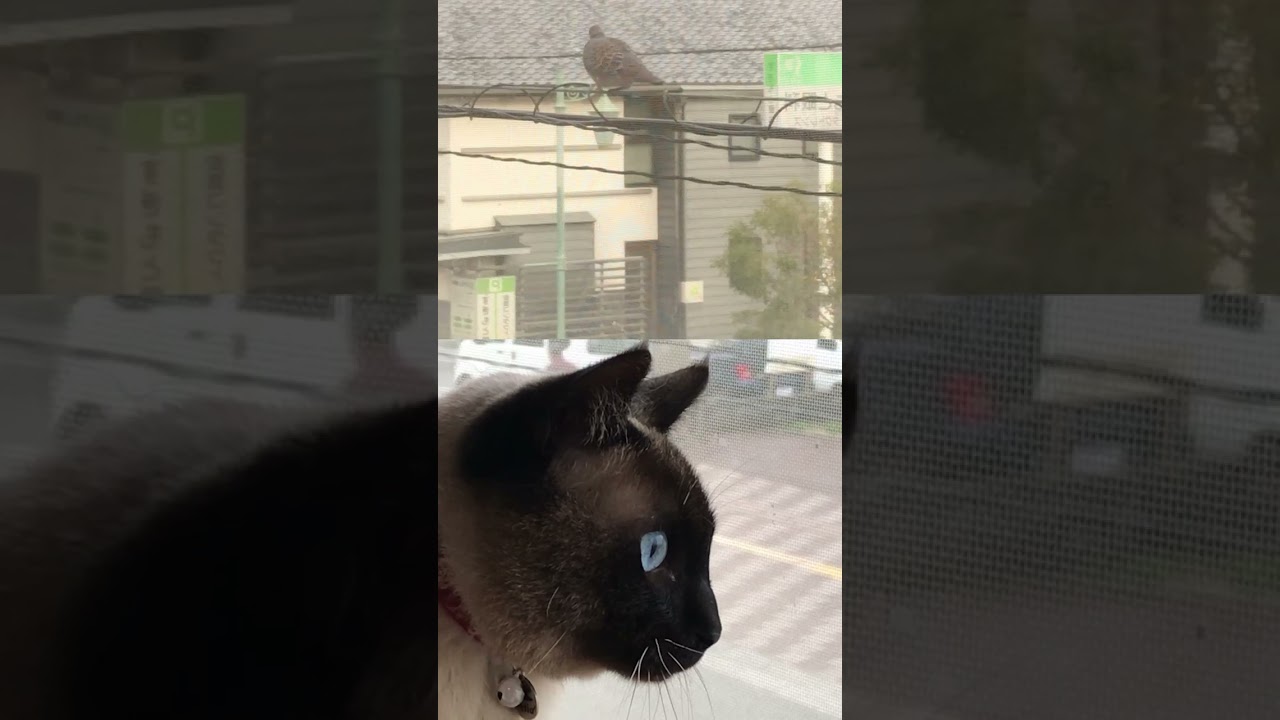 CS30　ニャルソック　＃猫動画 #ショート #シャム猫ミックス