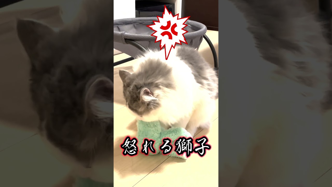 イカれる獅子#cat #ragamuffin #ラガマフィン #猫
