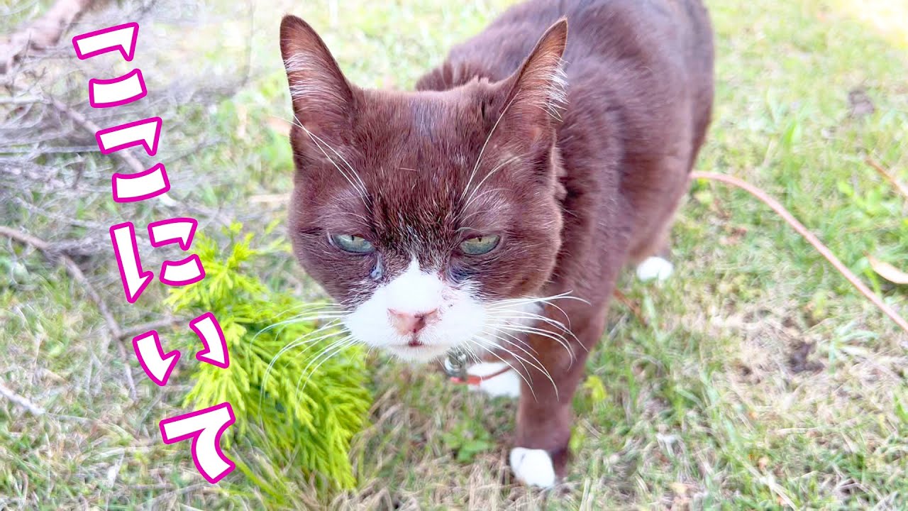 ほんのささいなことで、猫が飼い主にくっついて離れなくなった・・・