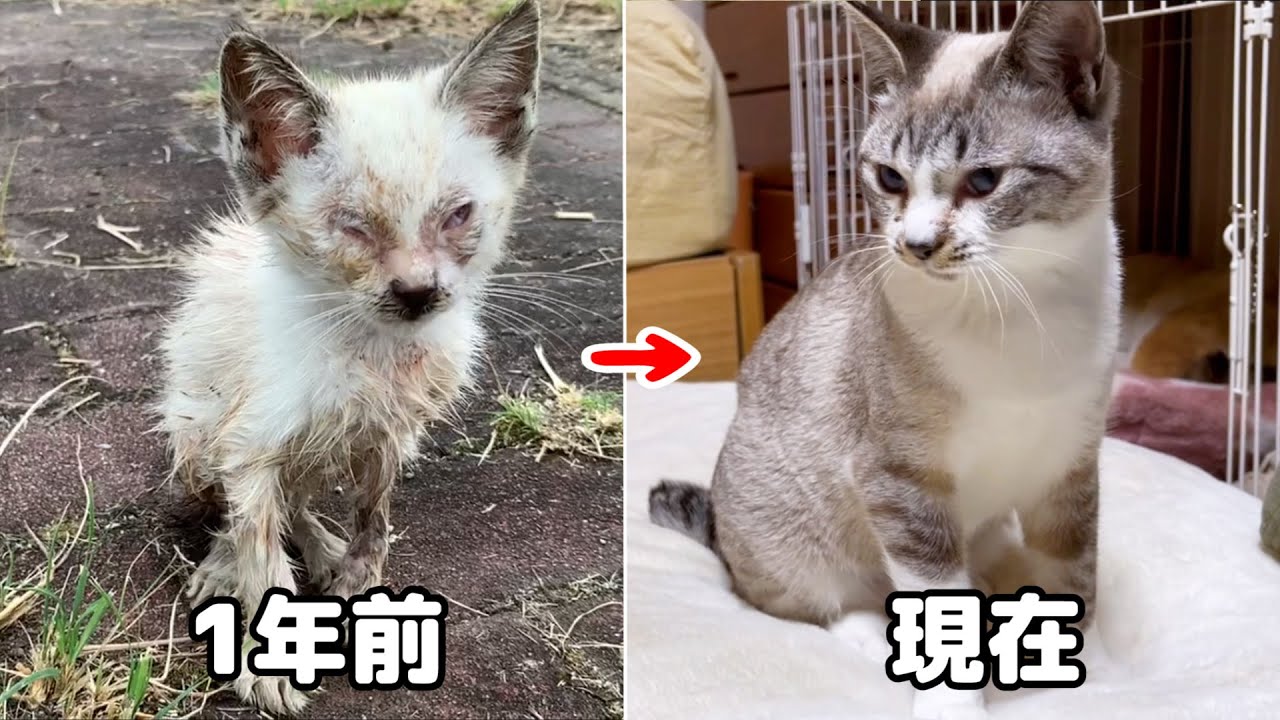 1年前病気で痩せこけた保護子猫が奇跡の回復！