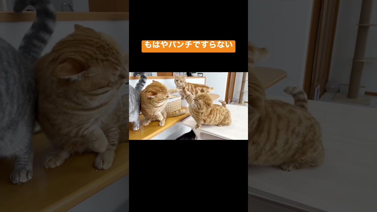 マンチカンのパンチは決して当たらないどころかもはやパンチですらない #shorts
