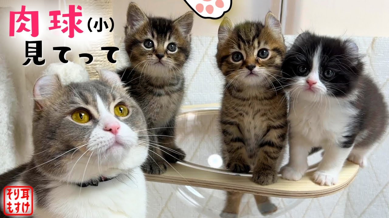 透明なUFOに乗って小さな肉球を自慢してくる子猫がこちらｗ