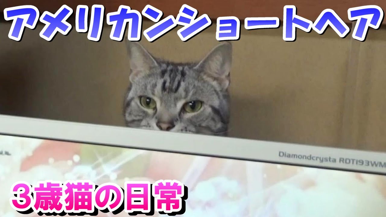３歳猫の日常の様子（アメリカンショートヘア）