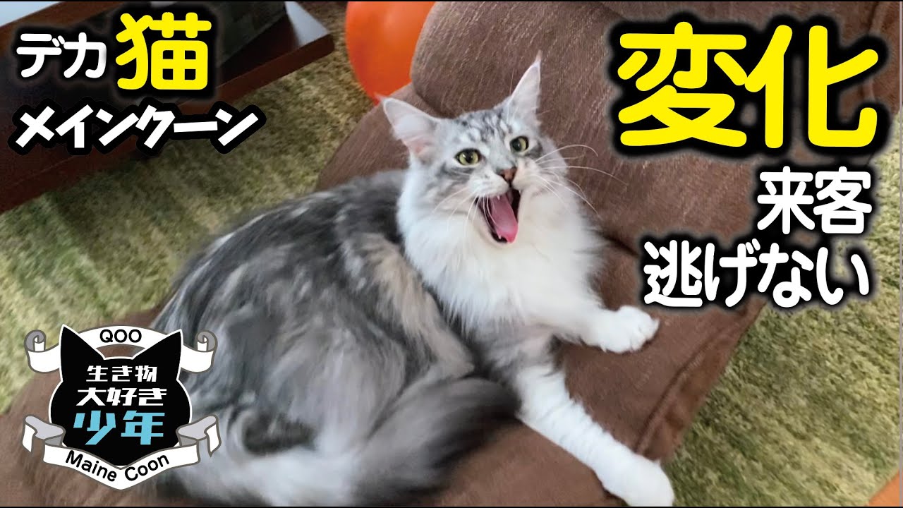 【メインクーン】3年で激変！お客さんが来ても逃げなくなった大型猫