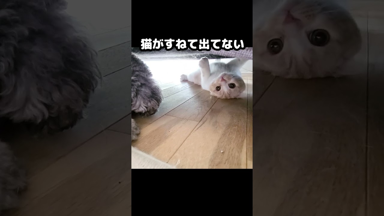 猫がすねて出て来なくなって困ってる犬...#猫 #cat