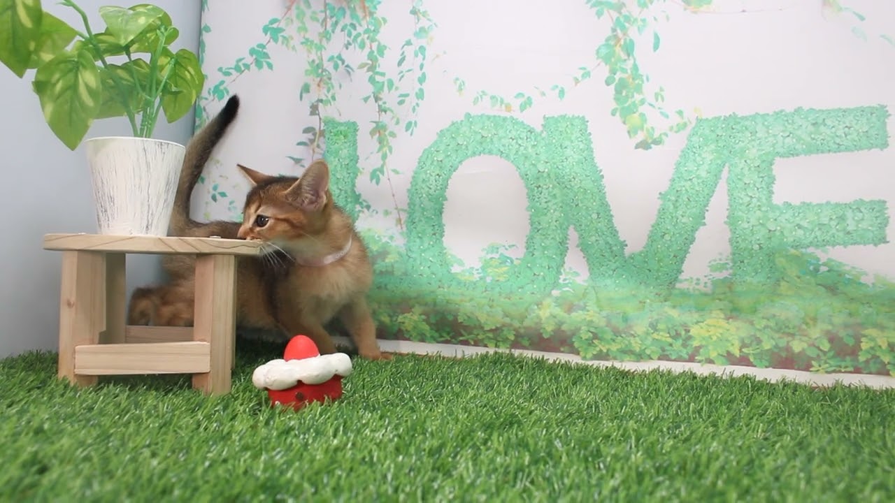 Coo&RIKU　No623737　アビシニアン