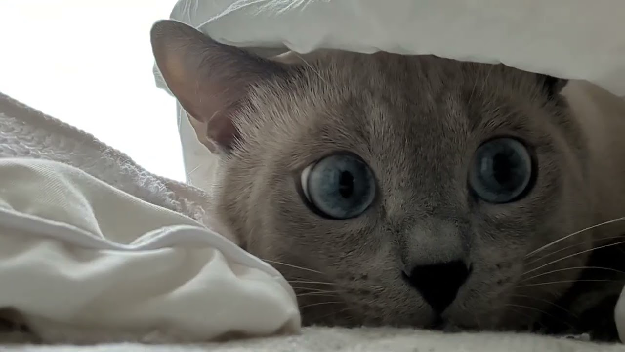 キュンキュンしたい人集まれ💗 #ロシアンブルー #russianblue #猫