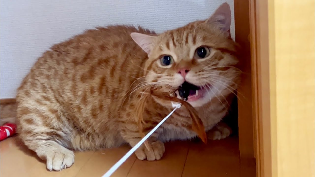 ぽちゃくんの中の野性が目覚めた瞬間！