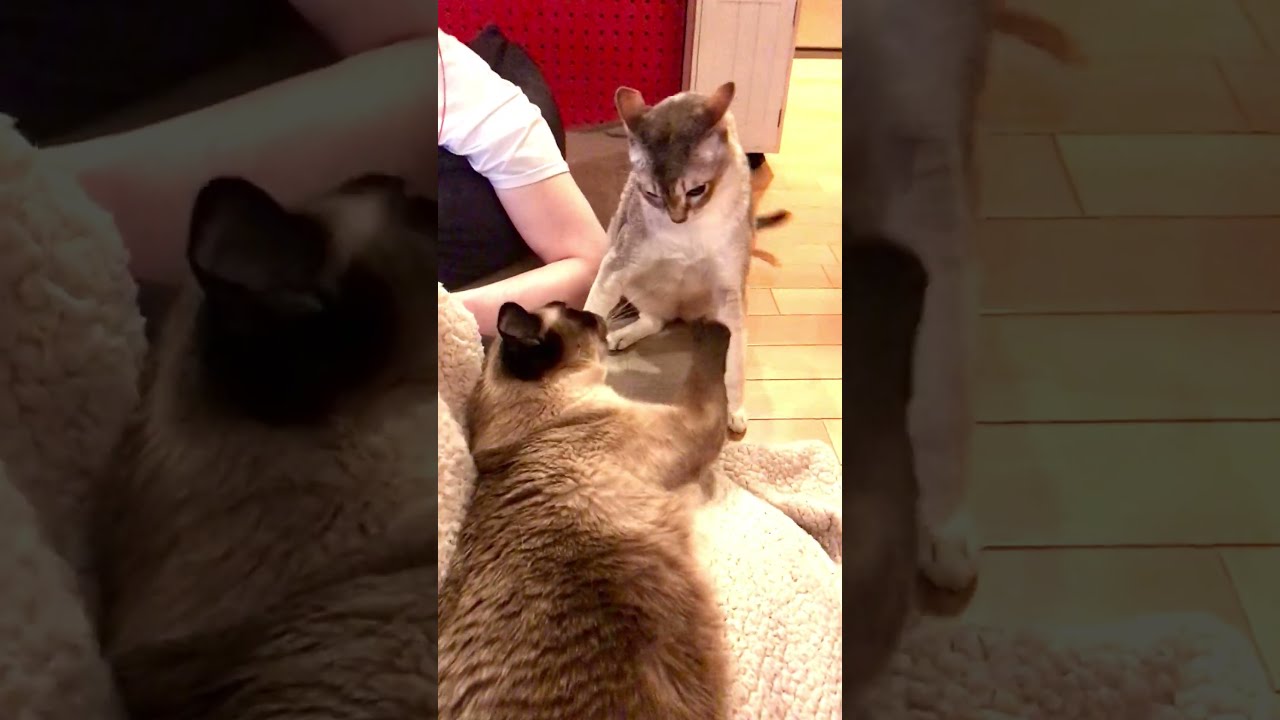 人間の横でポカスカ始めるたぬき猫とシンガプーラなのにゃ♪
