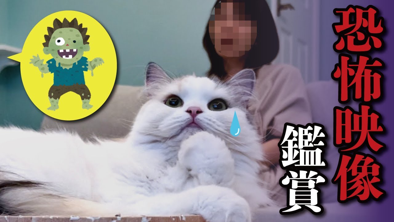 【衝撃の映像】猫と一緒に恐怖映像を見てたら猫が取り憑かれて大変な事になりました…【関西弁でしゃべる猫】