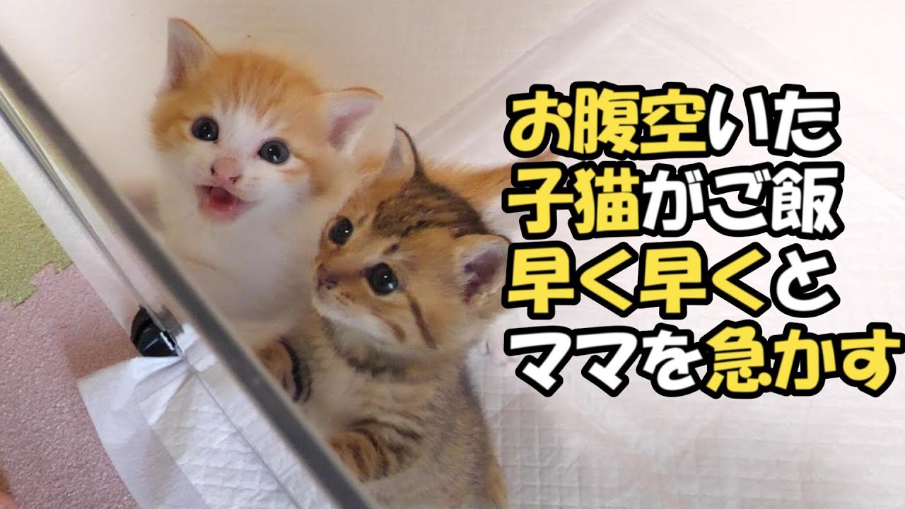 ふたりボッチの子猫がご飯の匂いに気づいたら早く早くと大鳴きしながらママを急かす【赤ちゃん猫　保護猫】