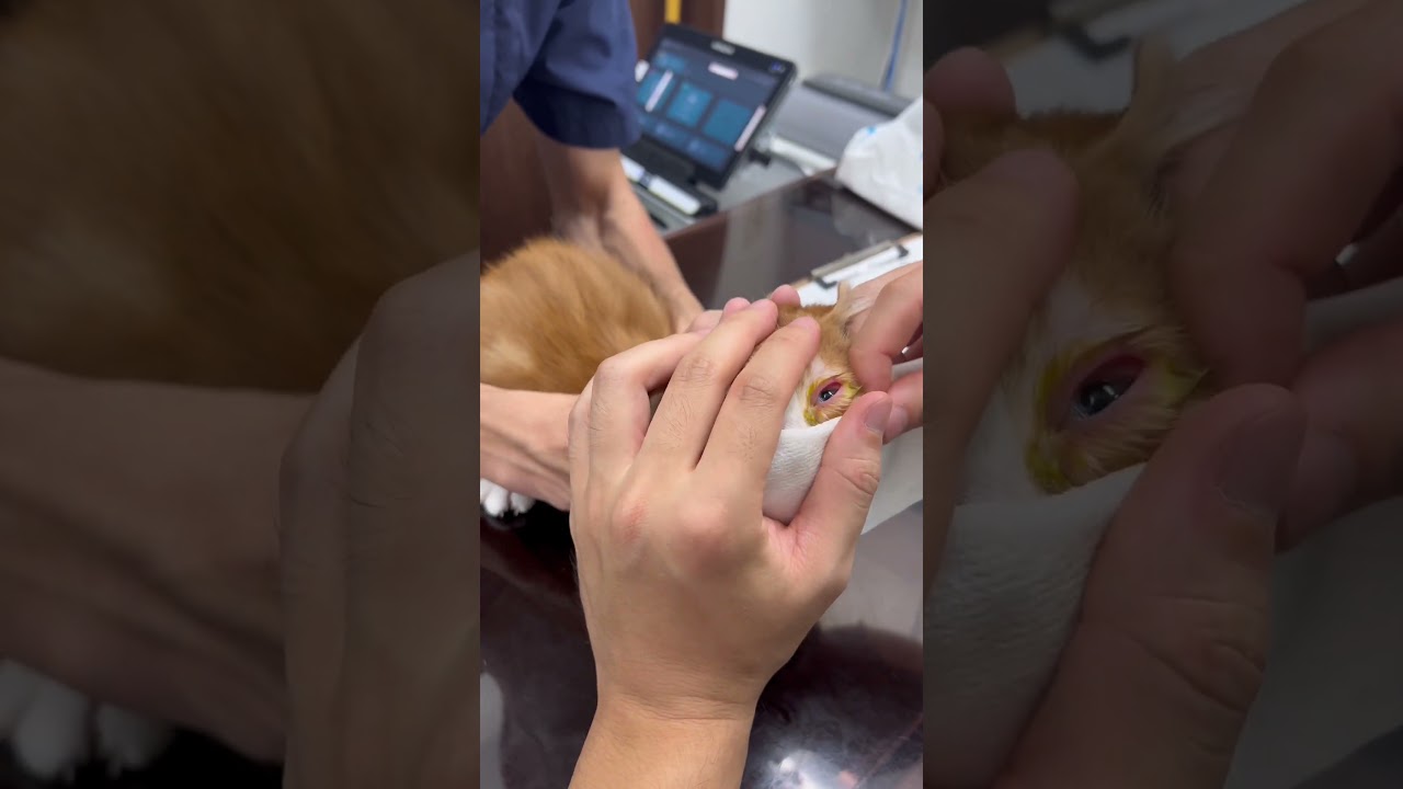 目の検査をされて不満そうなマンチカン