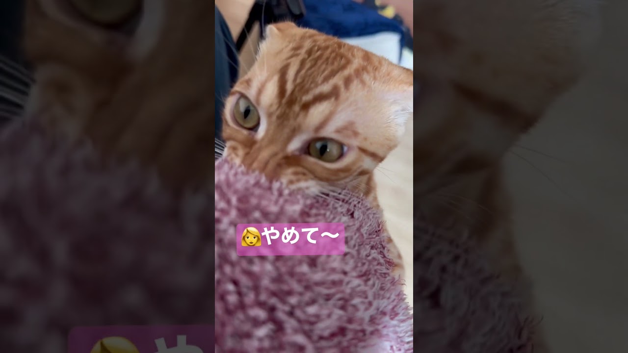 だいたい噛まれる👩 #キンカロー #猫 #cat #子猫 #猫のいる暮らし #catlover #고양이 #catvideos #catlovers #catvideo #甘噛み