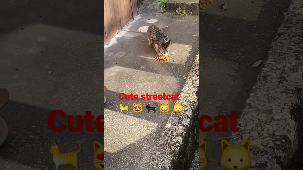 feeding cute streetcat in kochi Shi,japan Part-9 #日本 #猫 #地域猫 #ねこ動画 #かわいい猫 #cats #shorts #viral #cat