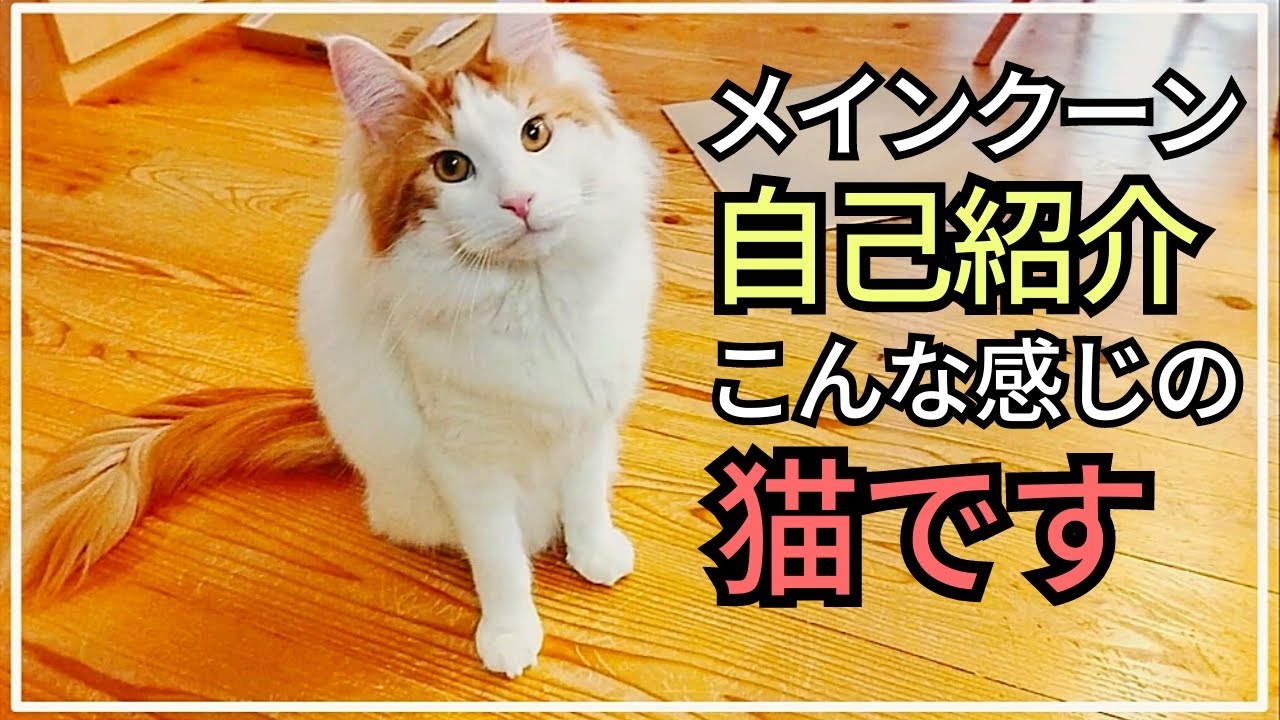 【メインクーンの自己紹介】性格・特徴を分かりやすく解説