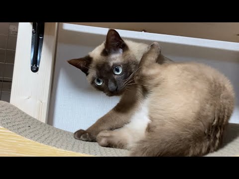 トンキニーズ 【2023/04/21】