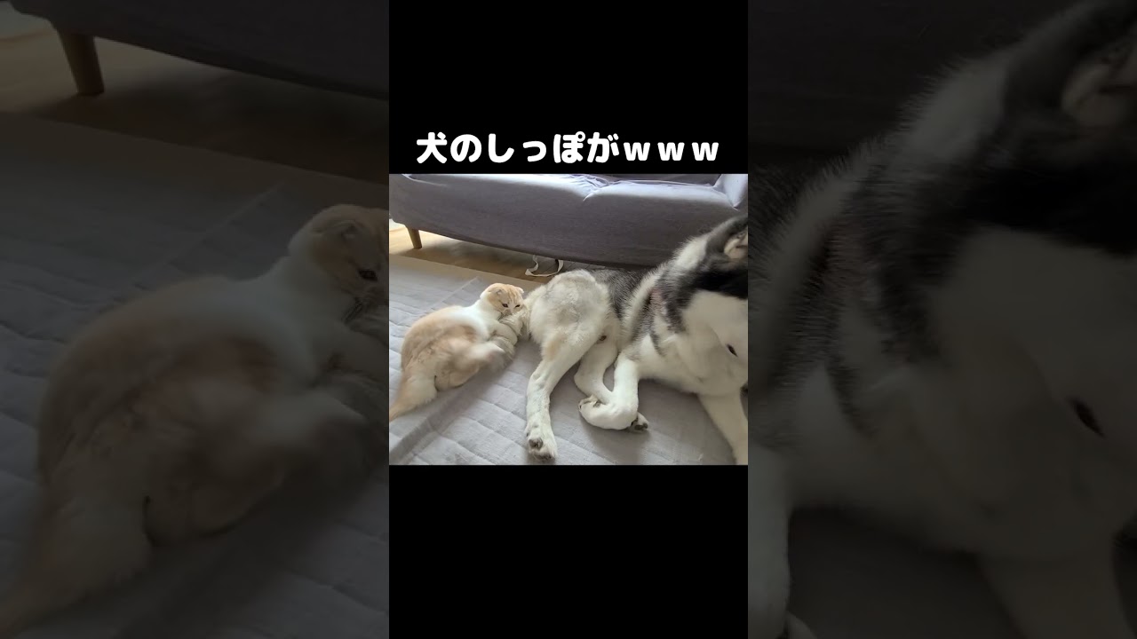 猫がこっそり犬のしっぽを蹴りまくってた...笑 #猫 #cat