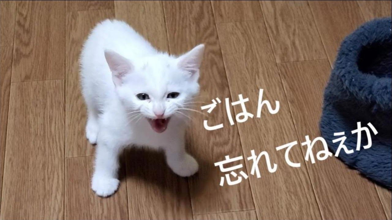 ご飯が待ちきれなくてうるさくて仕方ない子猫。【2022.10.31(1)】
