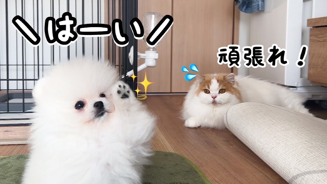 生後2ヶ月の子犬にスパルタ指導したら天才すぎてビビった！