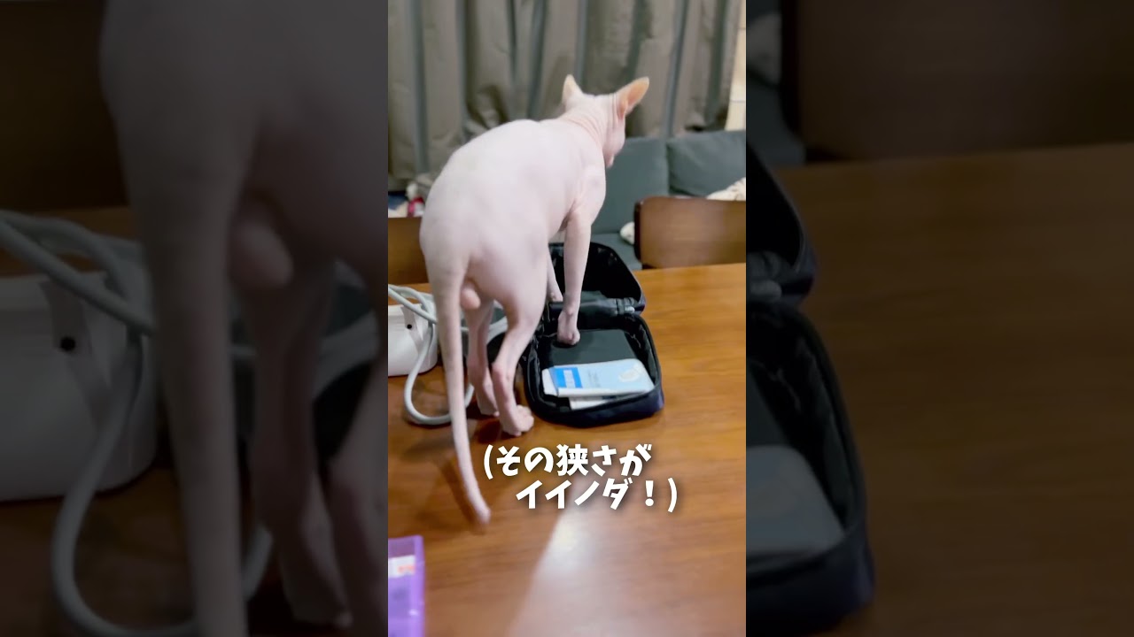 狭すぎるスペースでくつろぎたい猫 #スフィンクス猫