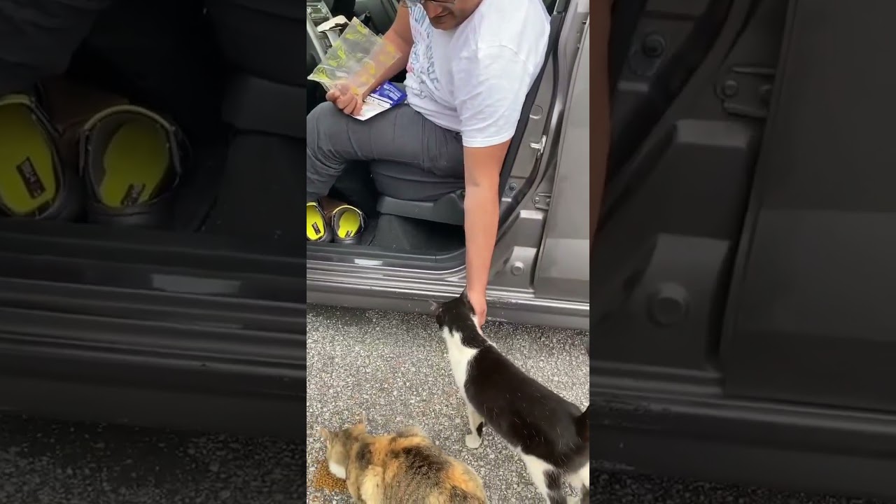 cute streetcats and me ♿️ in kochi Shi japan #日本 #猫 #地域猫 #ねこ動画 #かわいい猫 #japan #india #shorts #viral