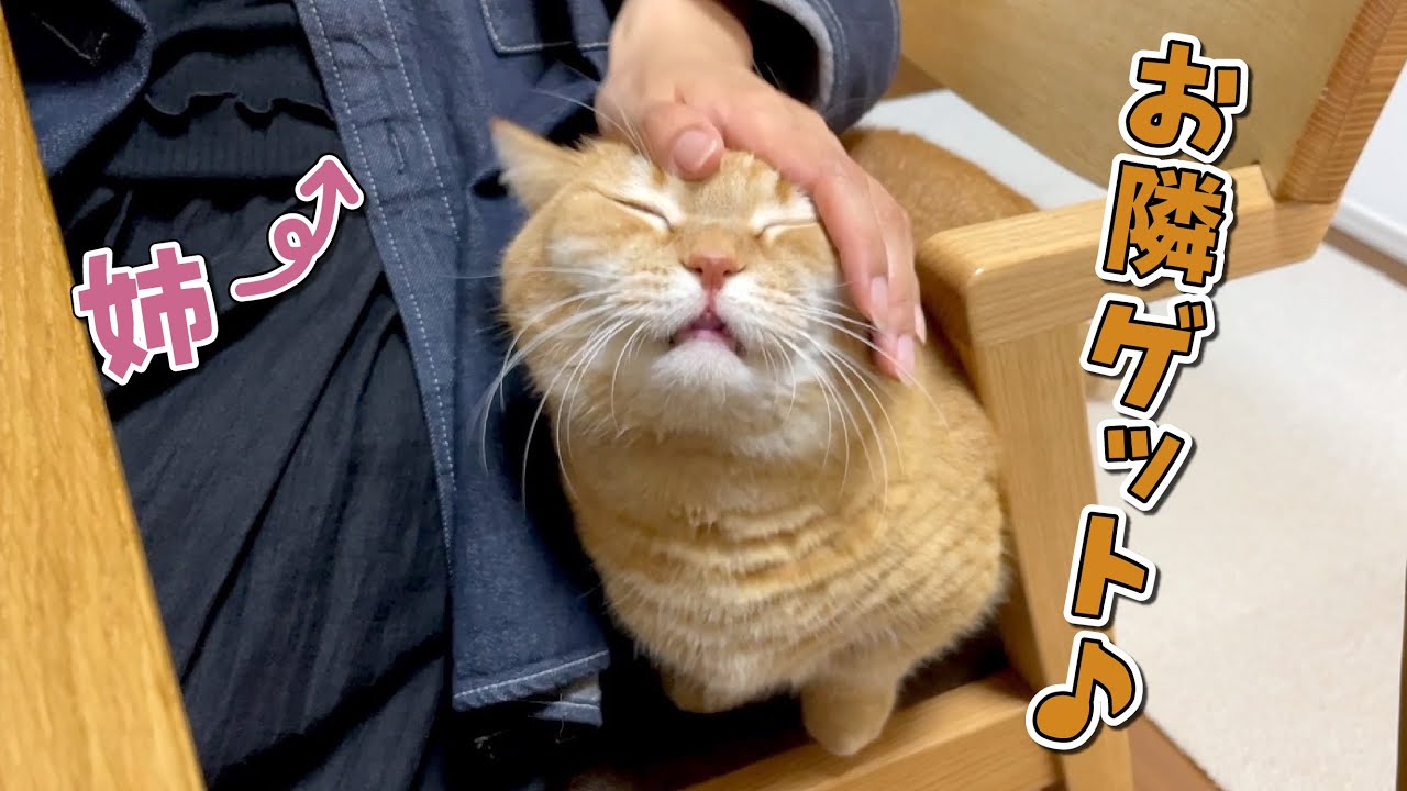 いつも猫パンチしてた姉にべったり甘えるようになった猫が可愛い！