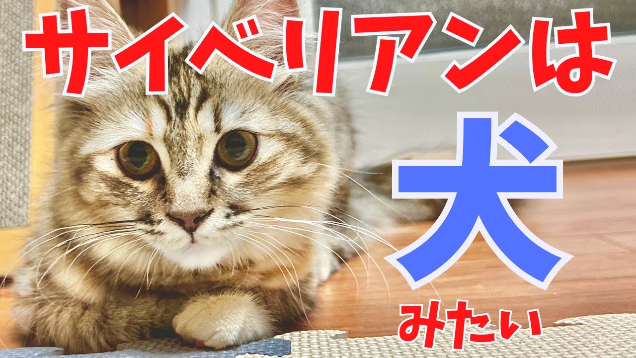 サイベリアンは犬みたい