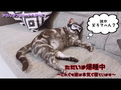 猫が眩しいときはこうしてあげます