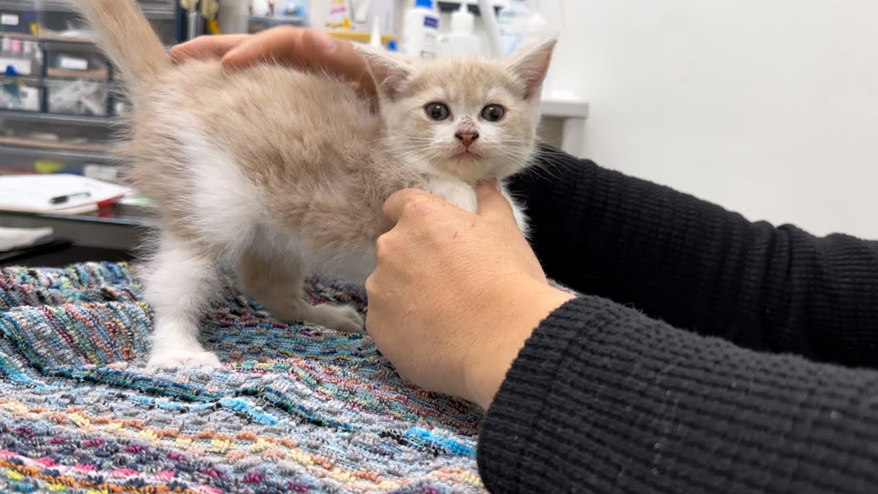 合計８本の注射を打たれた子猫がこうなりました。 #42